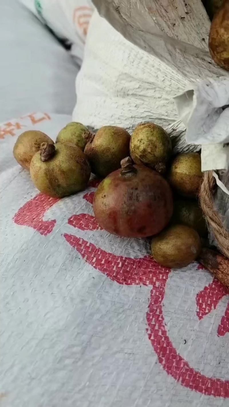 湖南高山油茶果