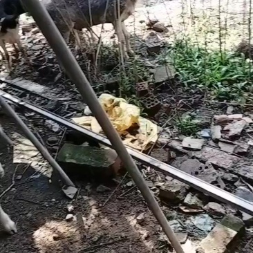 山羊绵羊波尔羊羊羔