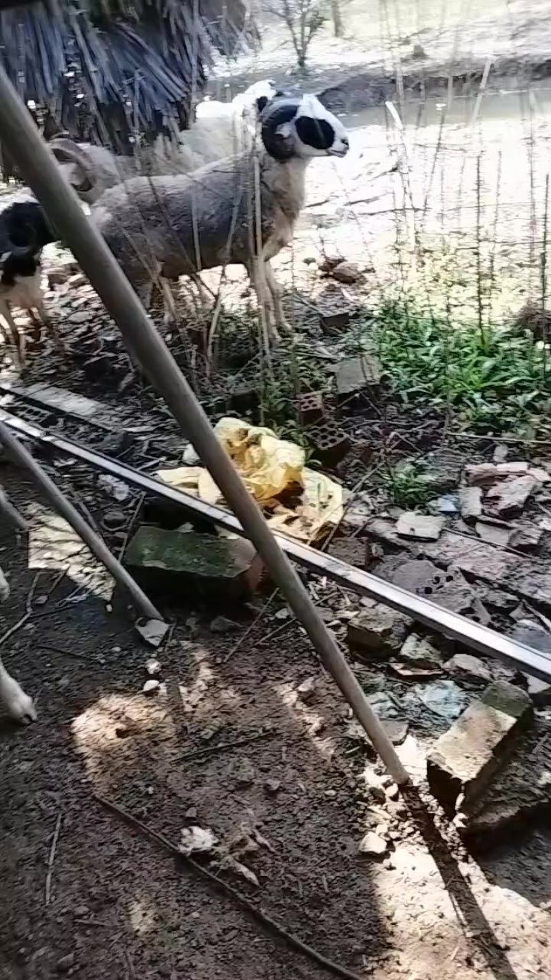 山羊绵羊波尔羊羊羔
