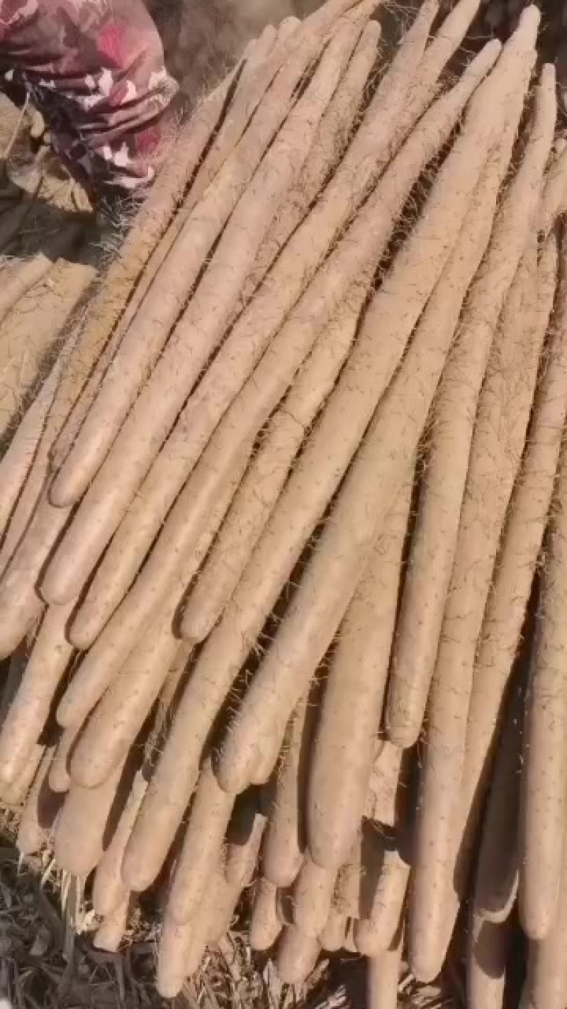 新鲜白玉山药，产自河北邯郸大名，营养丰富，健康美味！