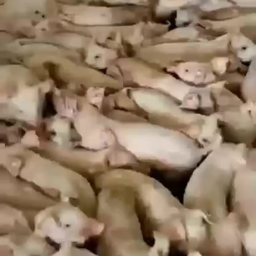 广西玉林外三元