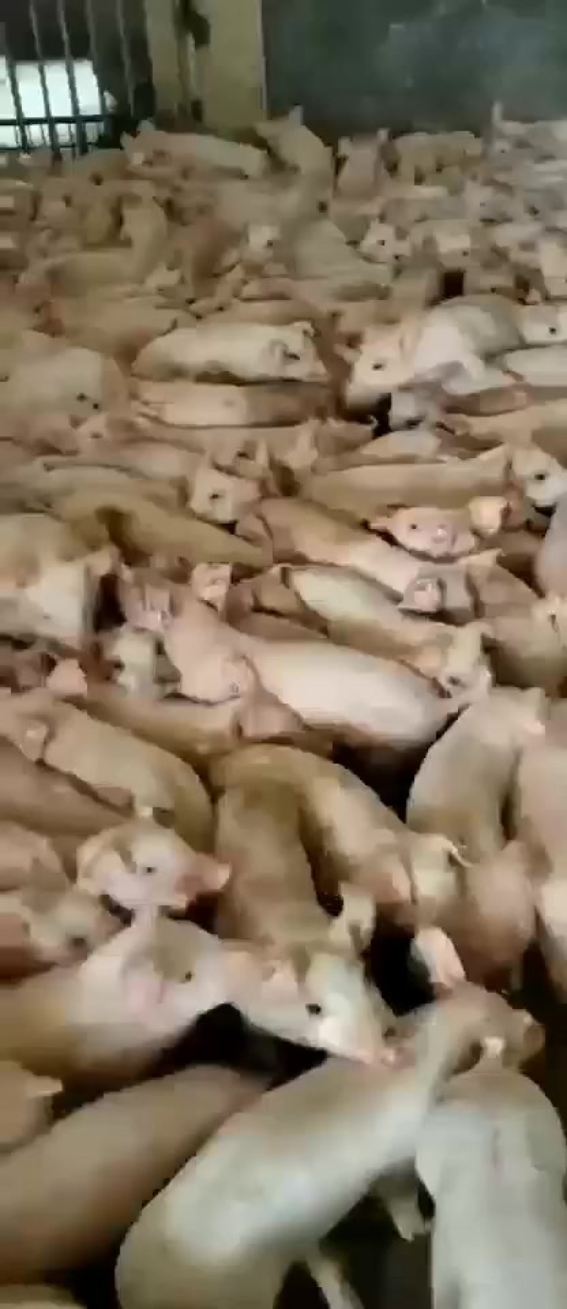 广西玉林外三元