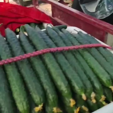 黄瓜
