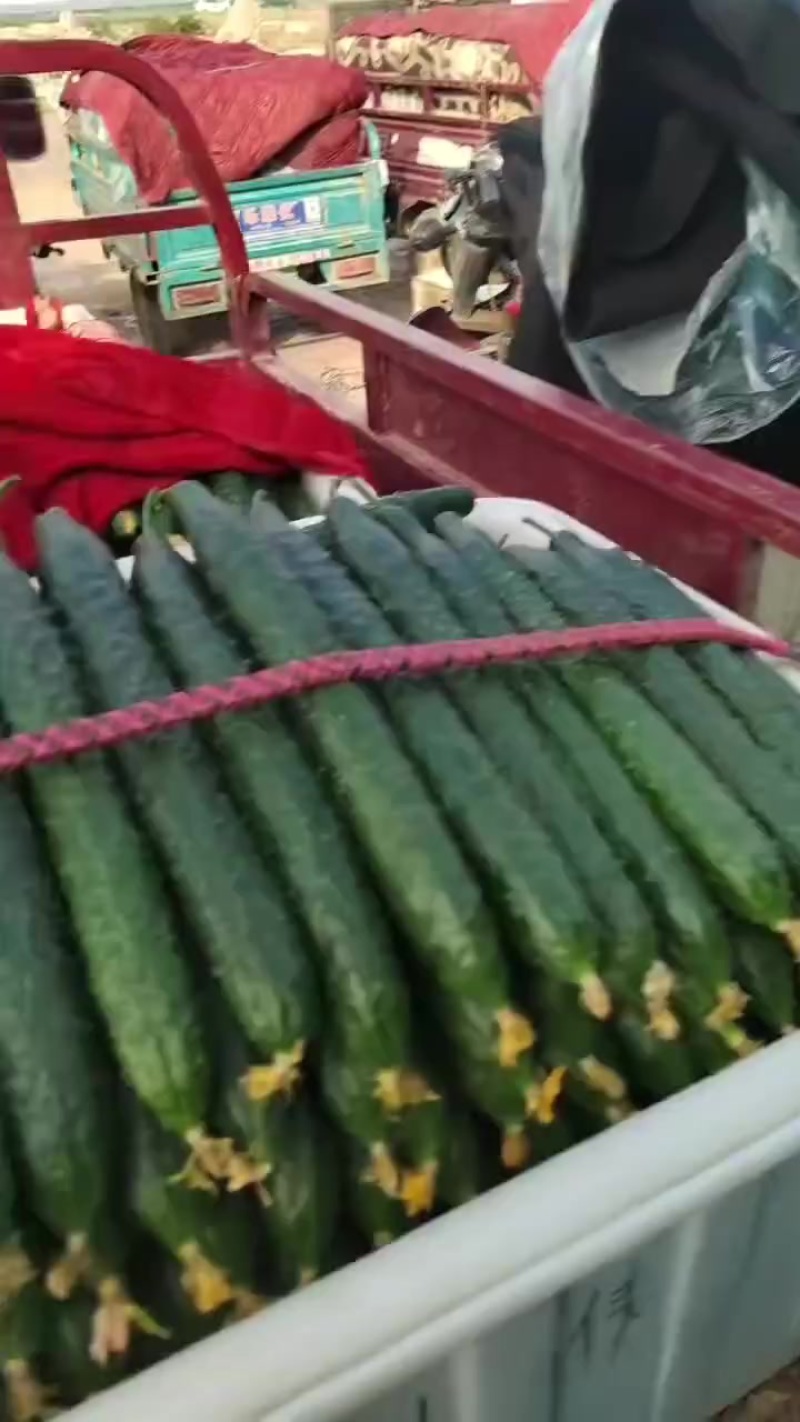 黄瓜