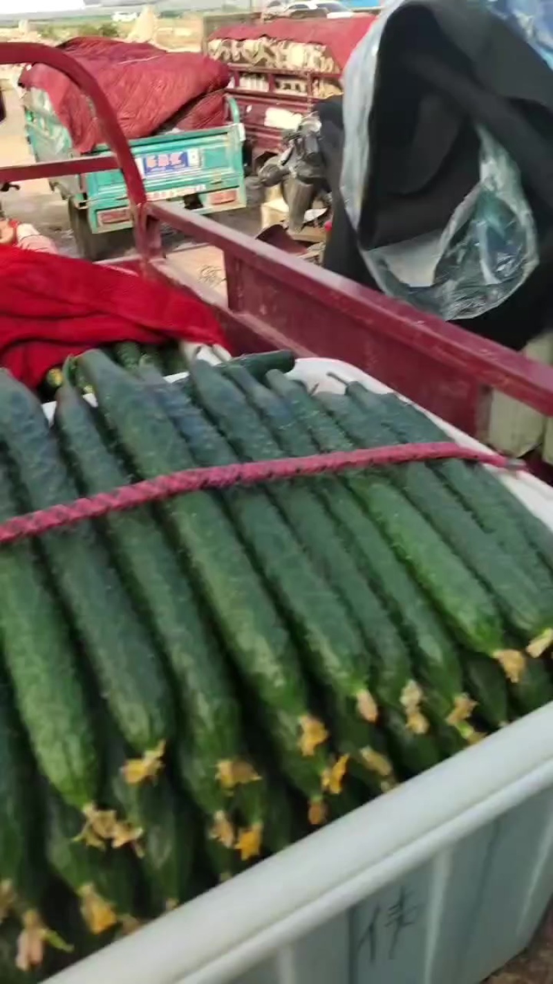 黄瓜