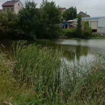 六安舒城有三百多亩水稻田流转，可种一季小麦，也可流转算年