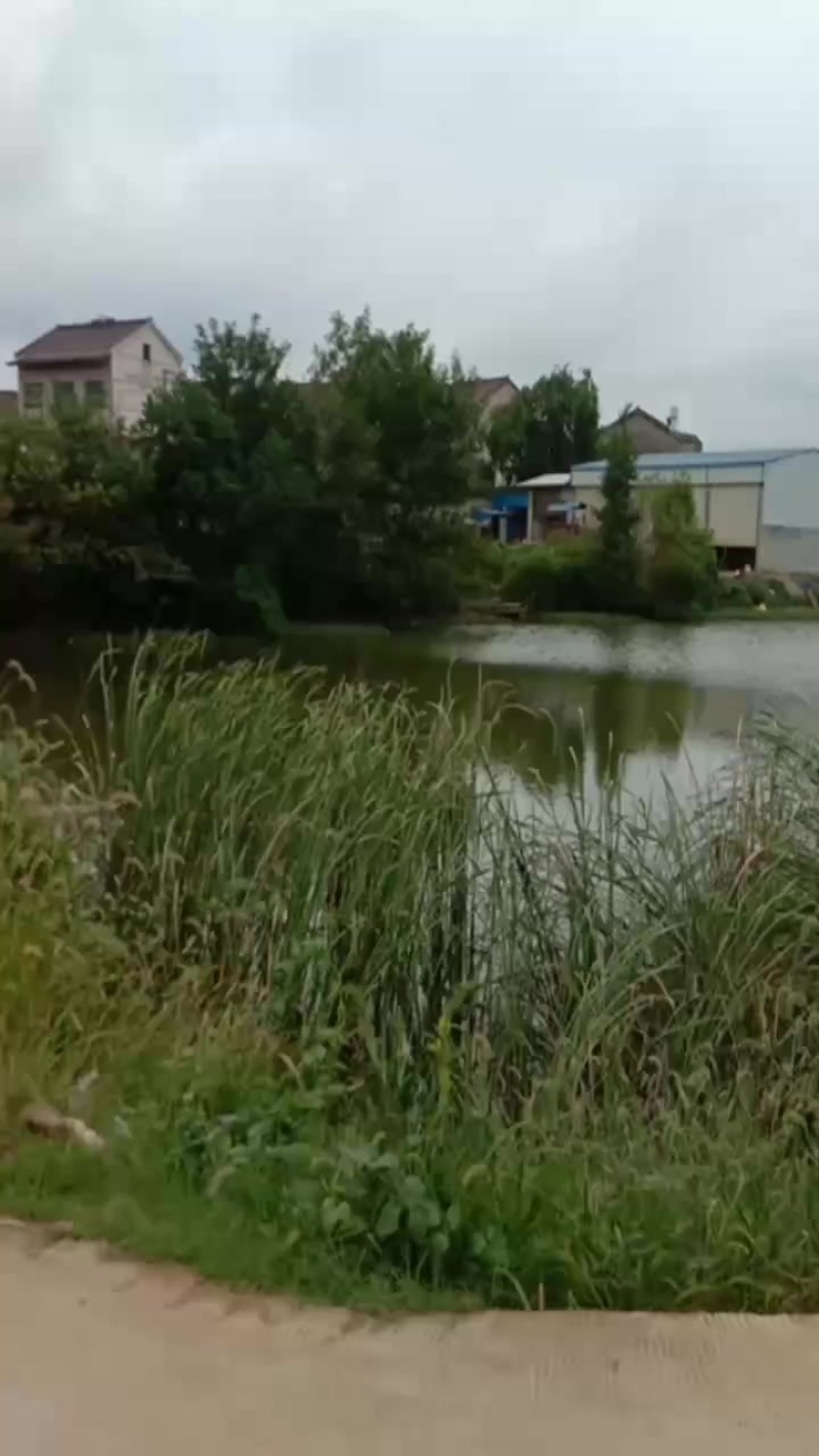 六安舒城有三百多亩水稻田流转，可种一季小麦，也可流转算年