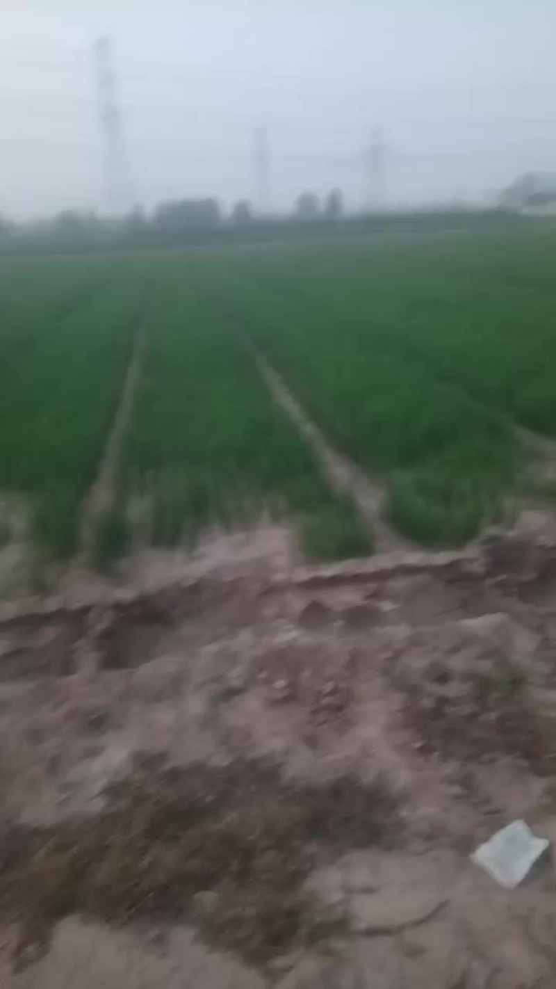 小葱种苗