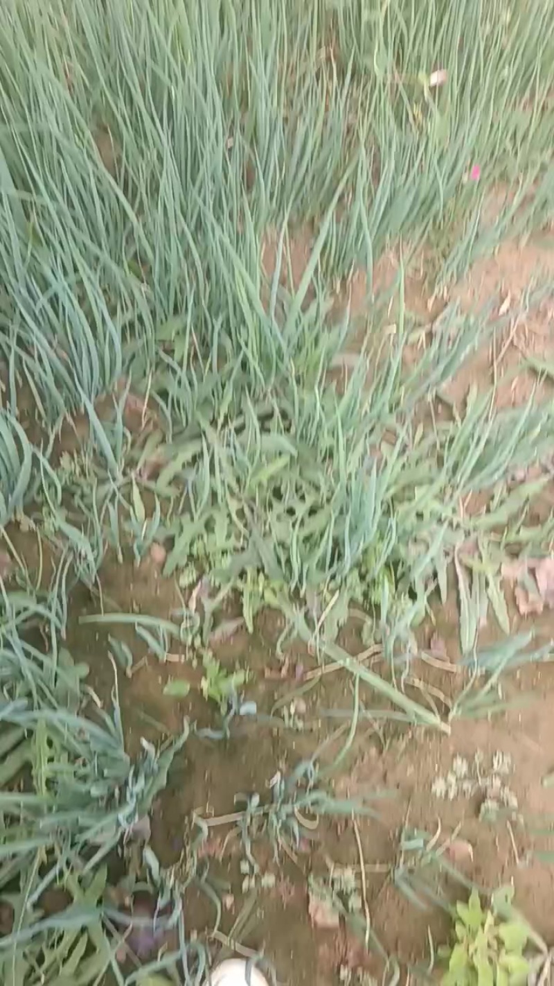 小葱种苗