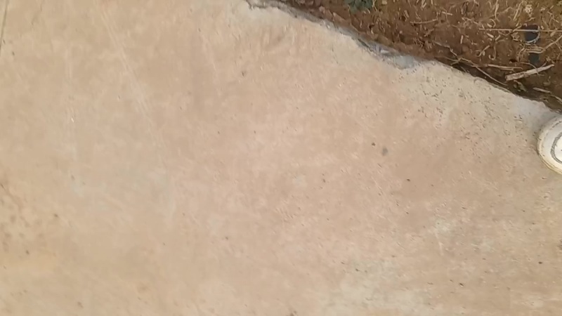 小葱种苗