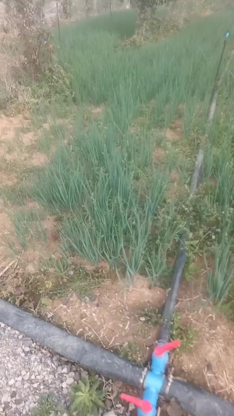 小葱种苗