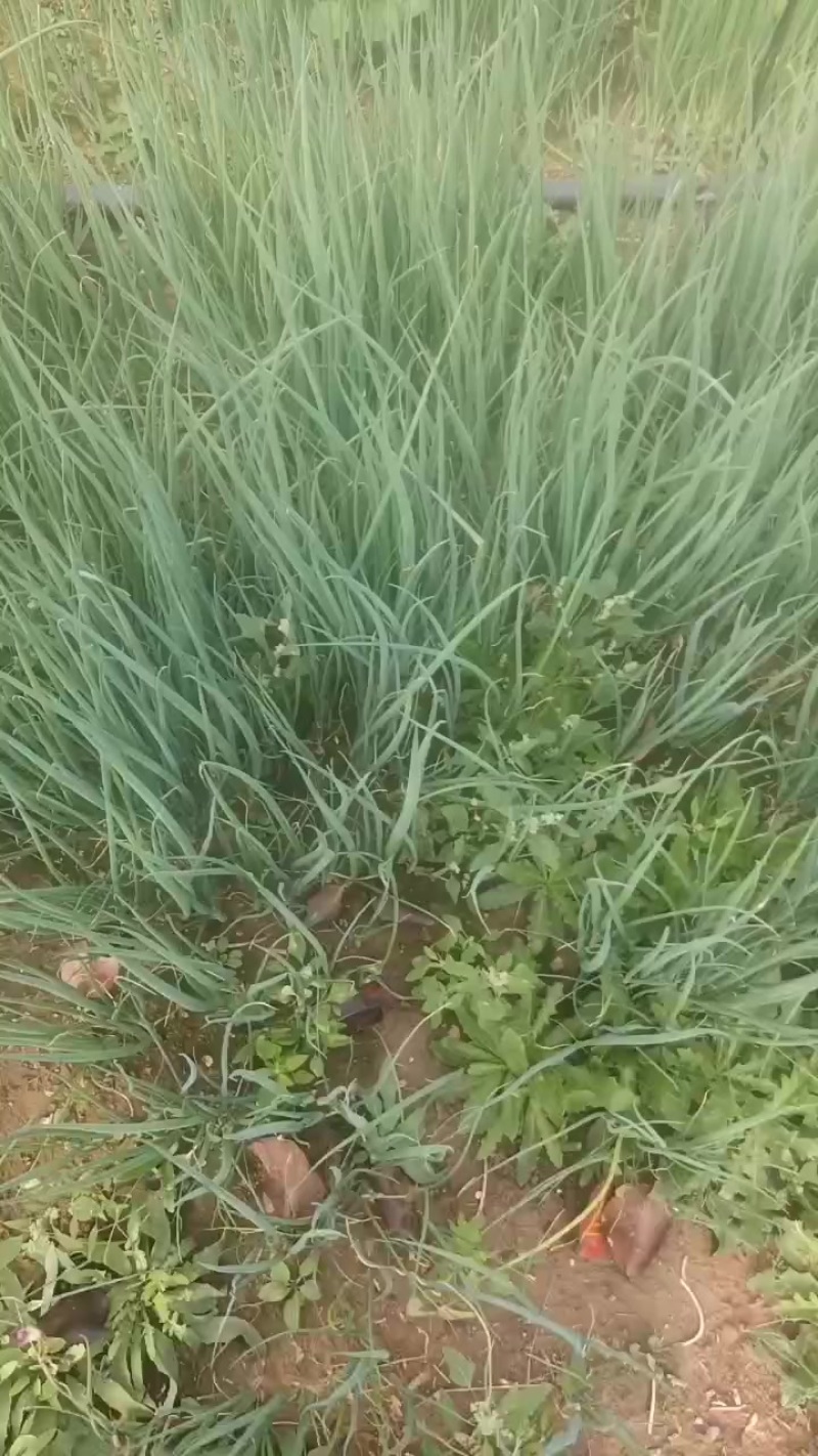 小葱种苗