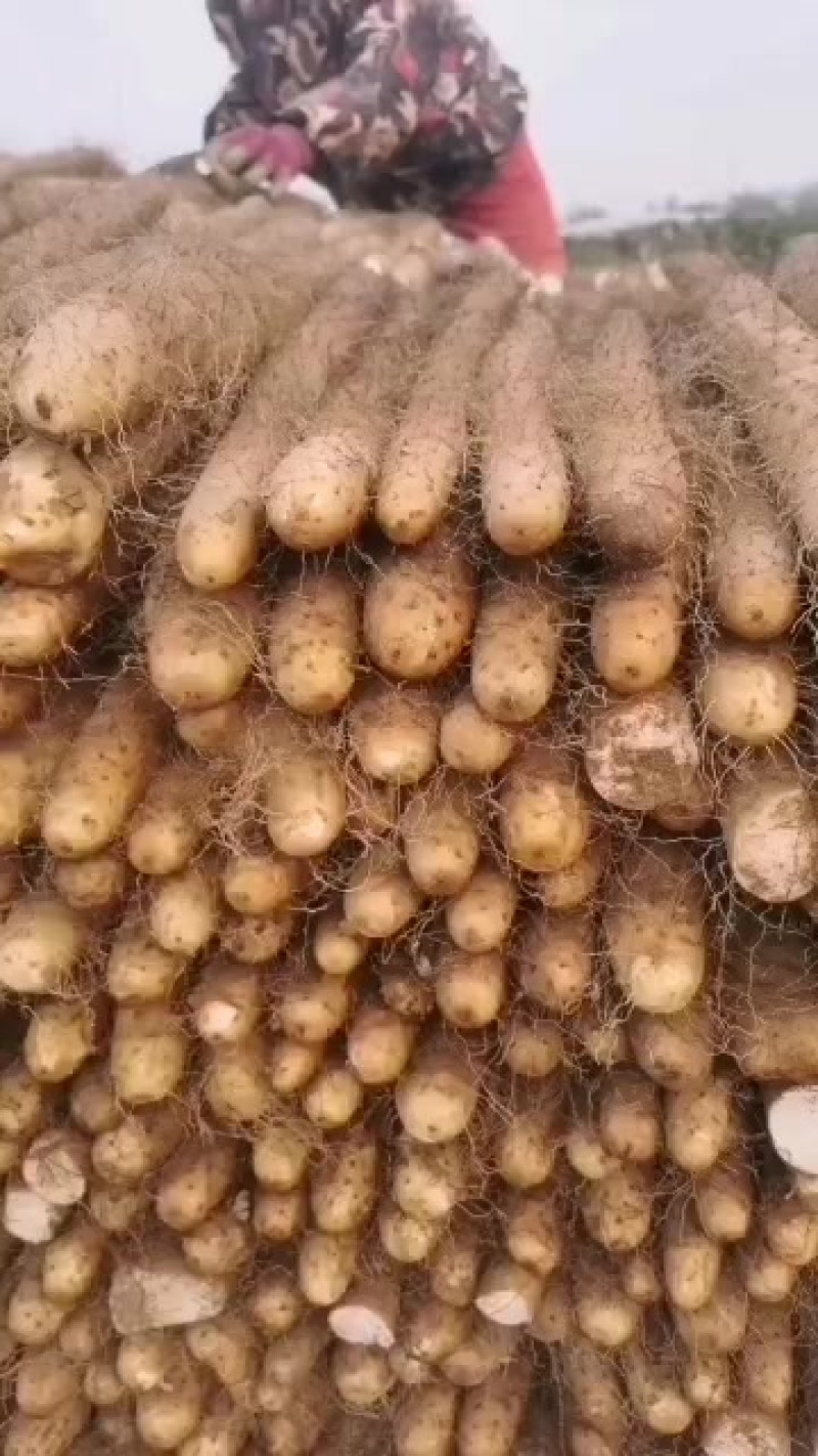 【新鲜上市】河北邯郸大名白玉山药已上市，地道农家种植，