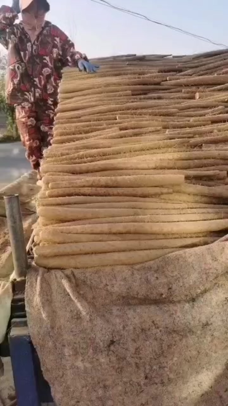 【新鲜上市】河北邯郸大名白玉山药已上市，地道农家种植，