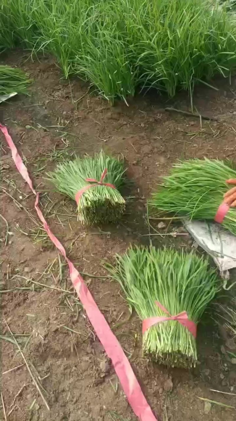 韭菜
