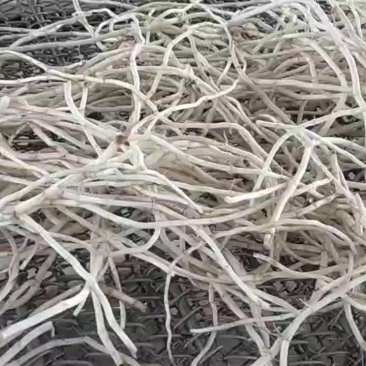 基地源头货，新根现挖现发，品质保证