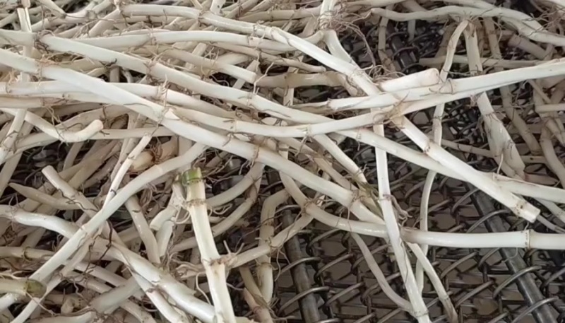 基地源头货，新根现挖现发，品质保证