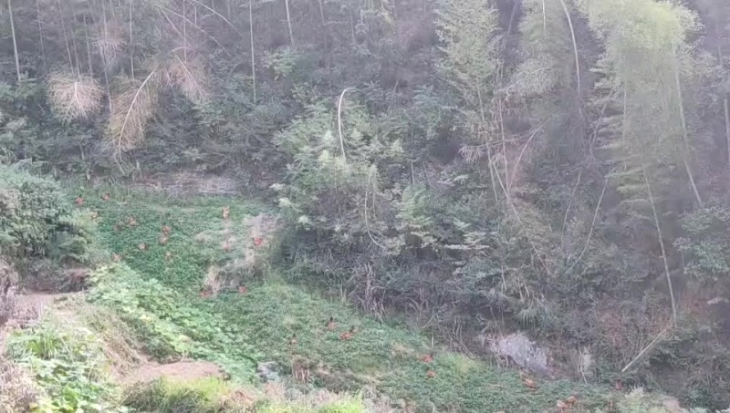 新化县土鸡，天然饲养，肉质鲜嫩，健康美味，欢迎选购！