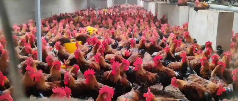正宗黑窑土鸡