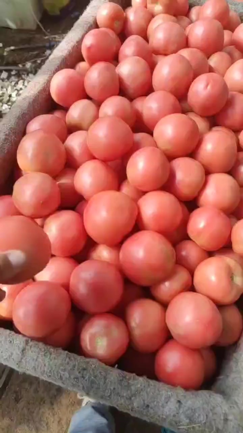 万亩西红柿基地，产地一手货源一手报价，精品通货，次货都有