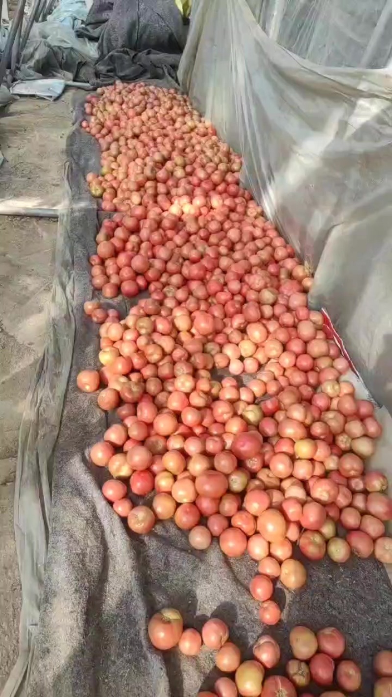 万亩西红柿基地，产地一手货源一手报价，精品通货，次货都有