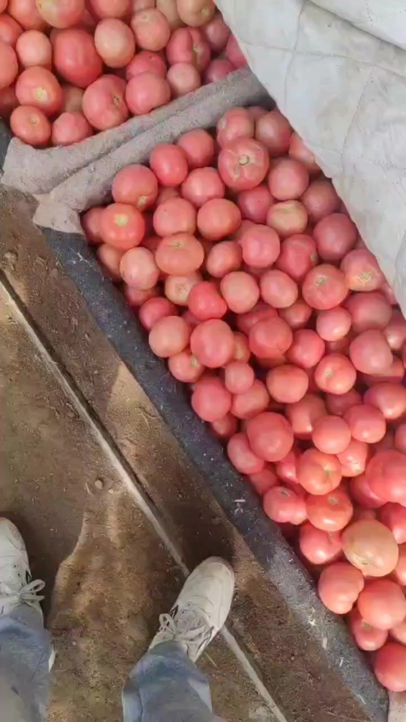 万亩西红柿基地，产地一手货源一手报价，精品通货，次货都有