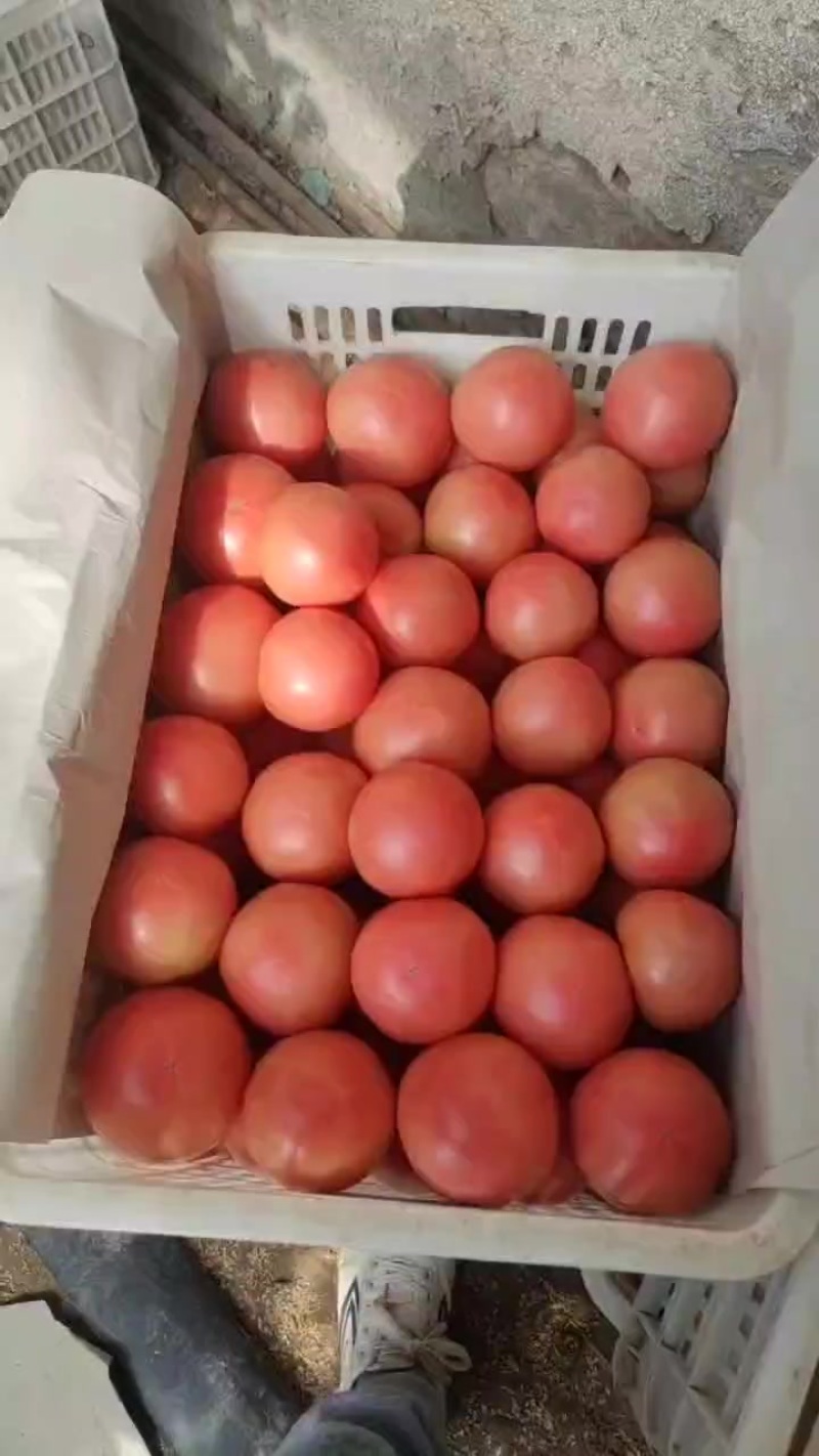 万亩西红柿基地，产地一手货源一手报价，精品通货，次货都有
