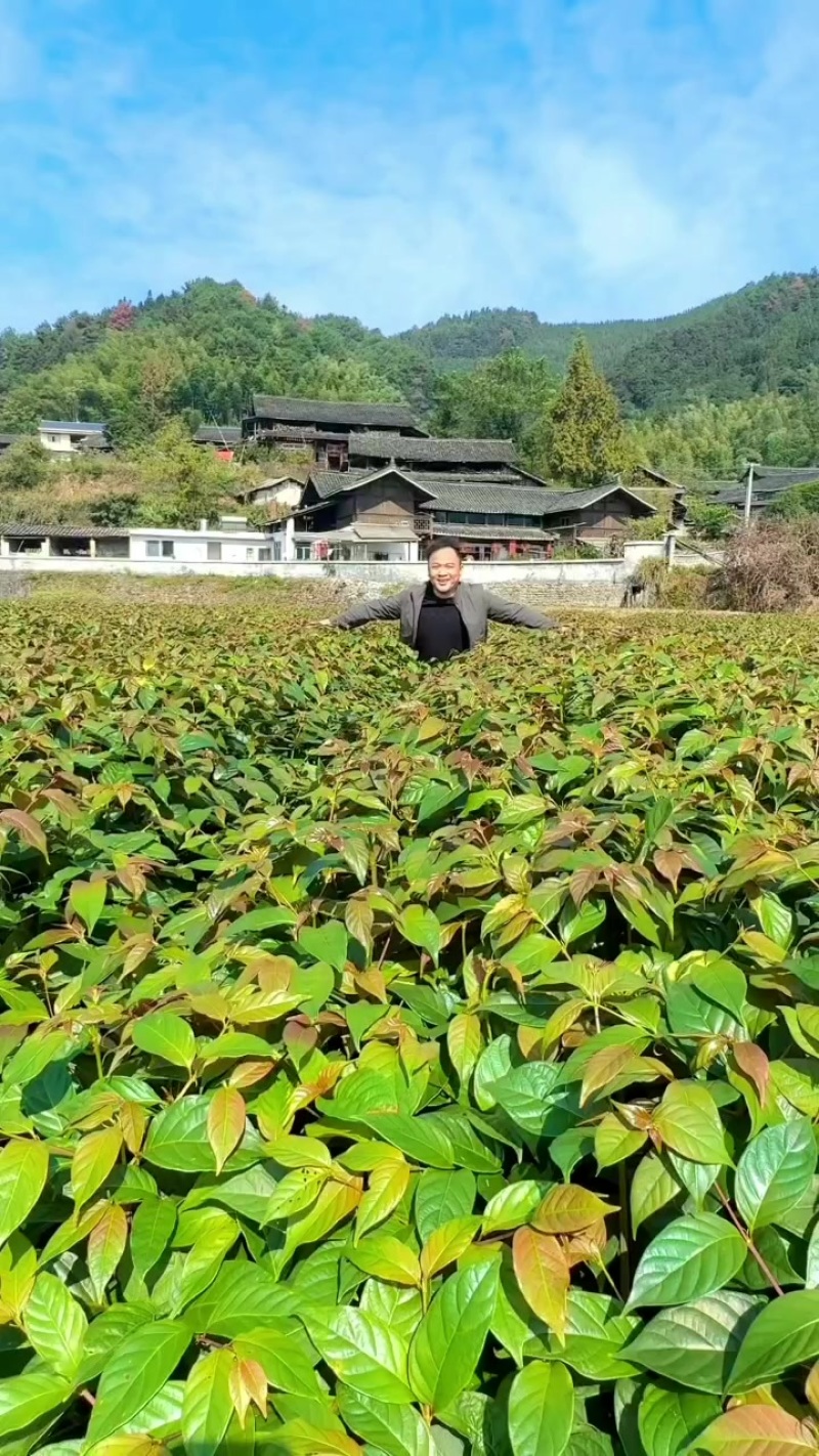 双钩藤苗