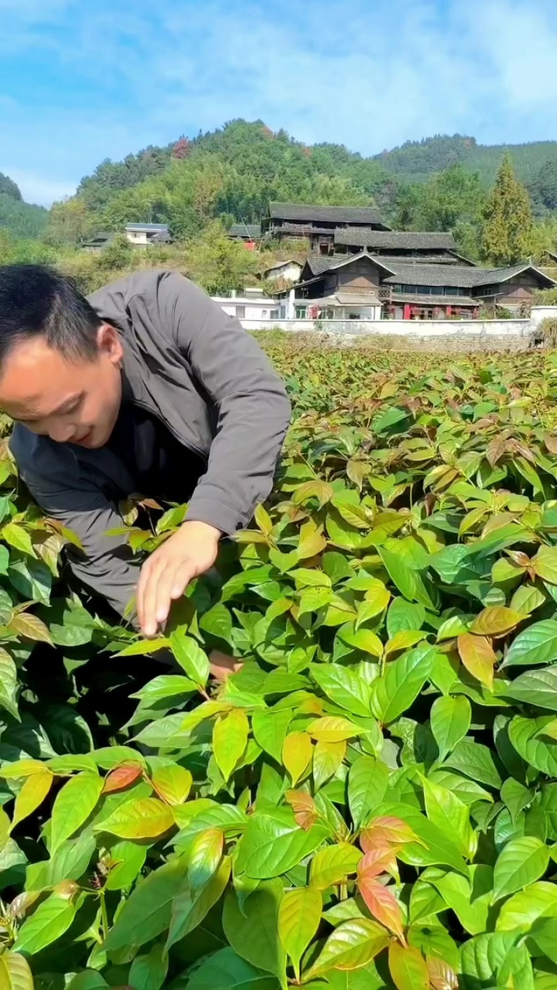 双钩藤苗