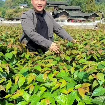 双钩藤苗
