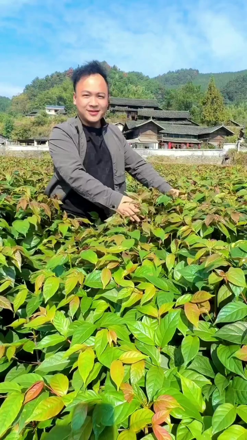 双钩藤苗