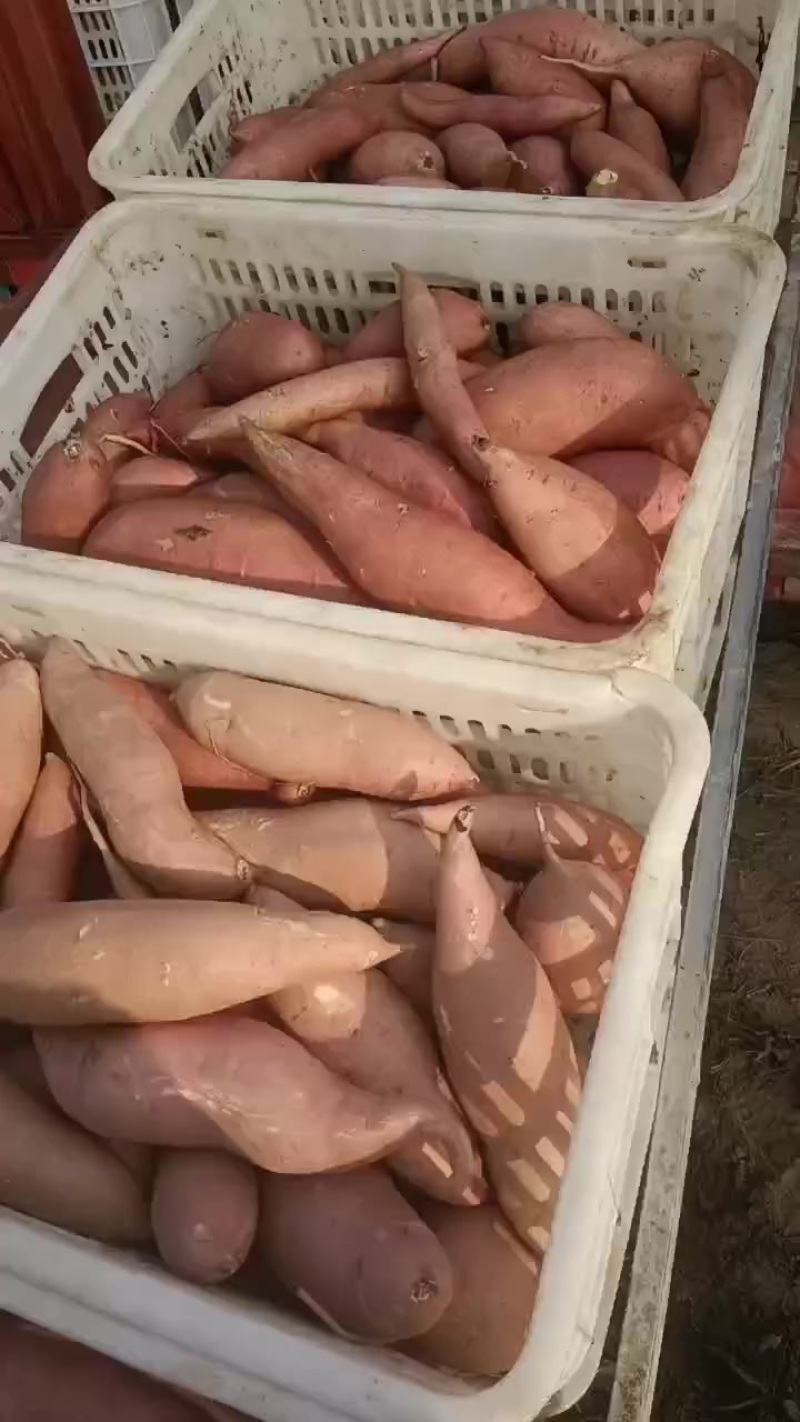 雄安新区雄县红薯基地