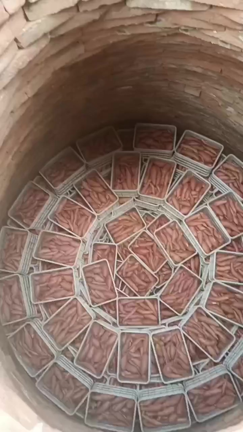 雄安新区雄县红薯基地