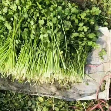 食品厂香菜需要的说话价格便宜