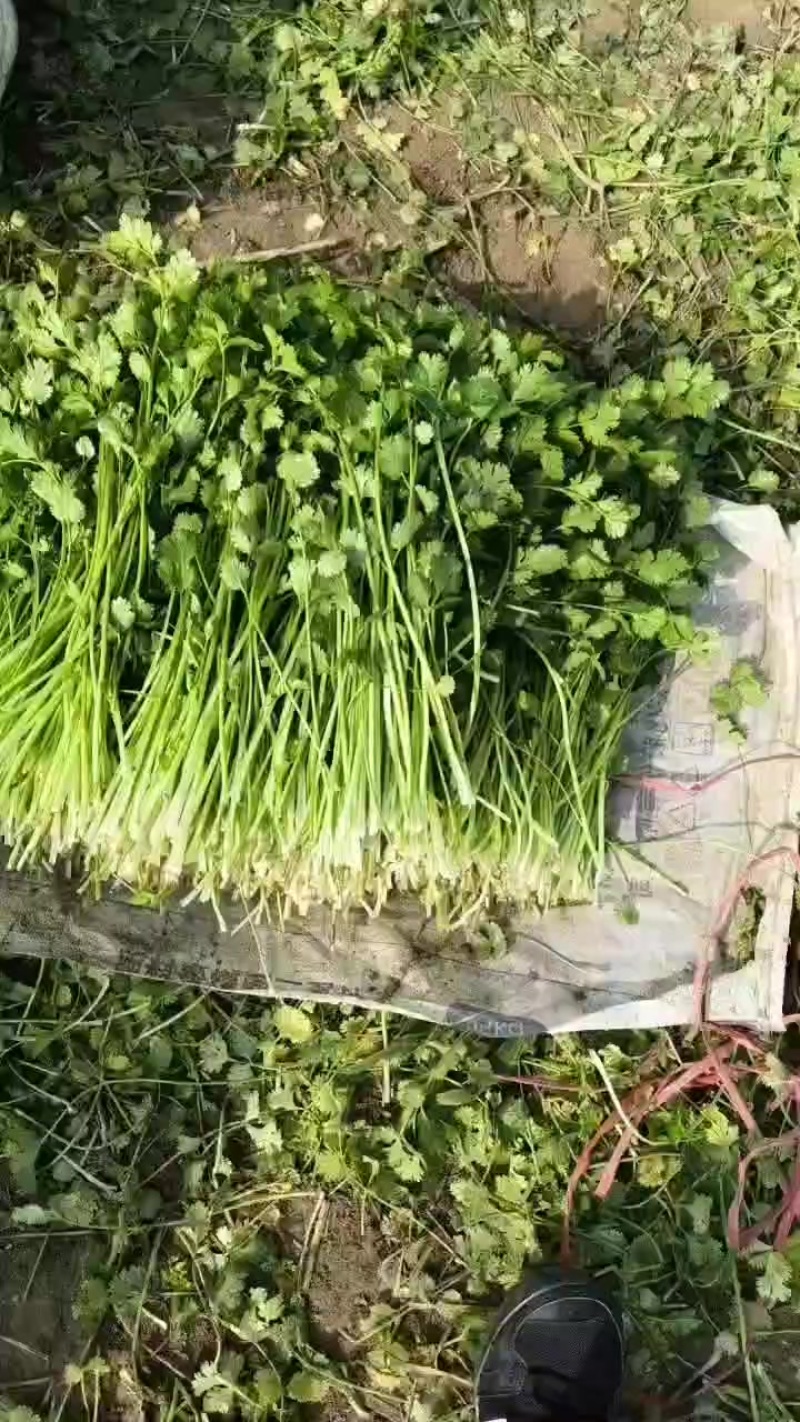 食品厂香菜需要的说话价格便宜