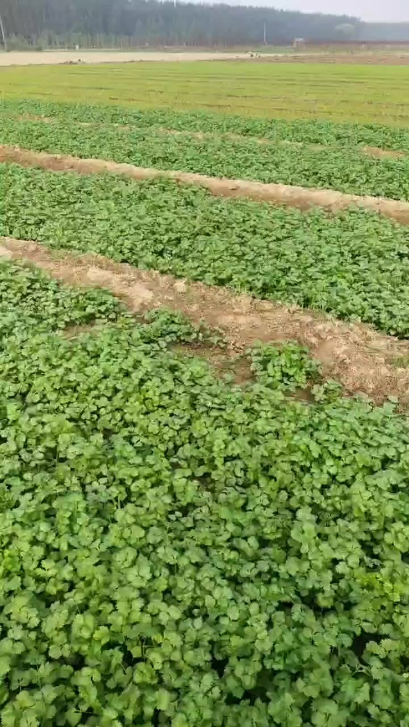 食品厂香菜需要的说话价格便宜