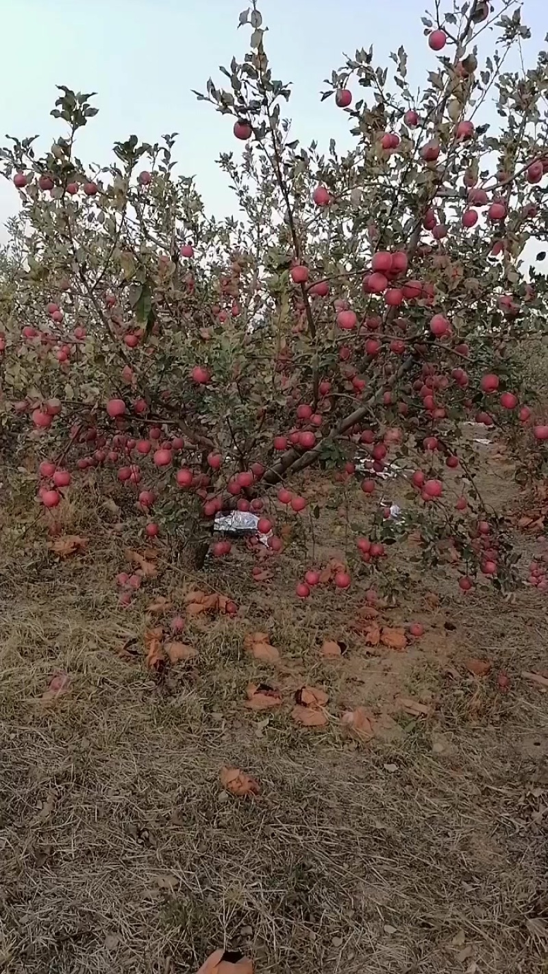 红富士苹果