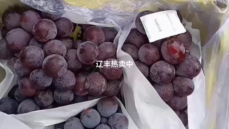巨丰葡萄热卖中欢迎省内外朋友前来光顾