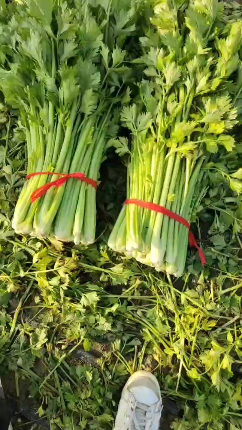 小棵西芹