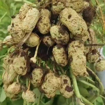 杠三鲜花生大量上市，需要的老板可以联系我