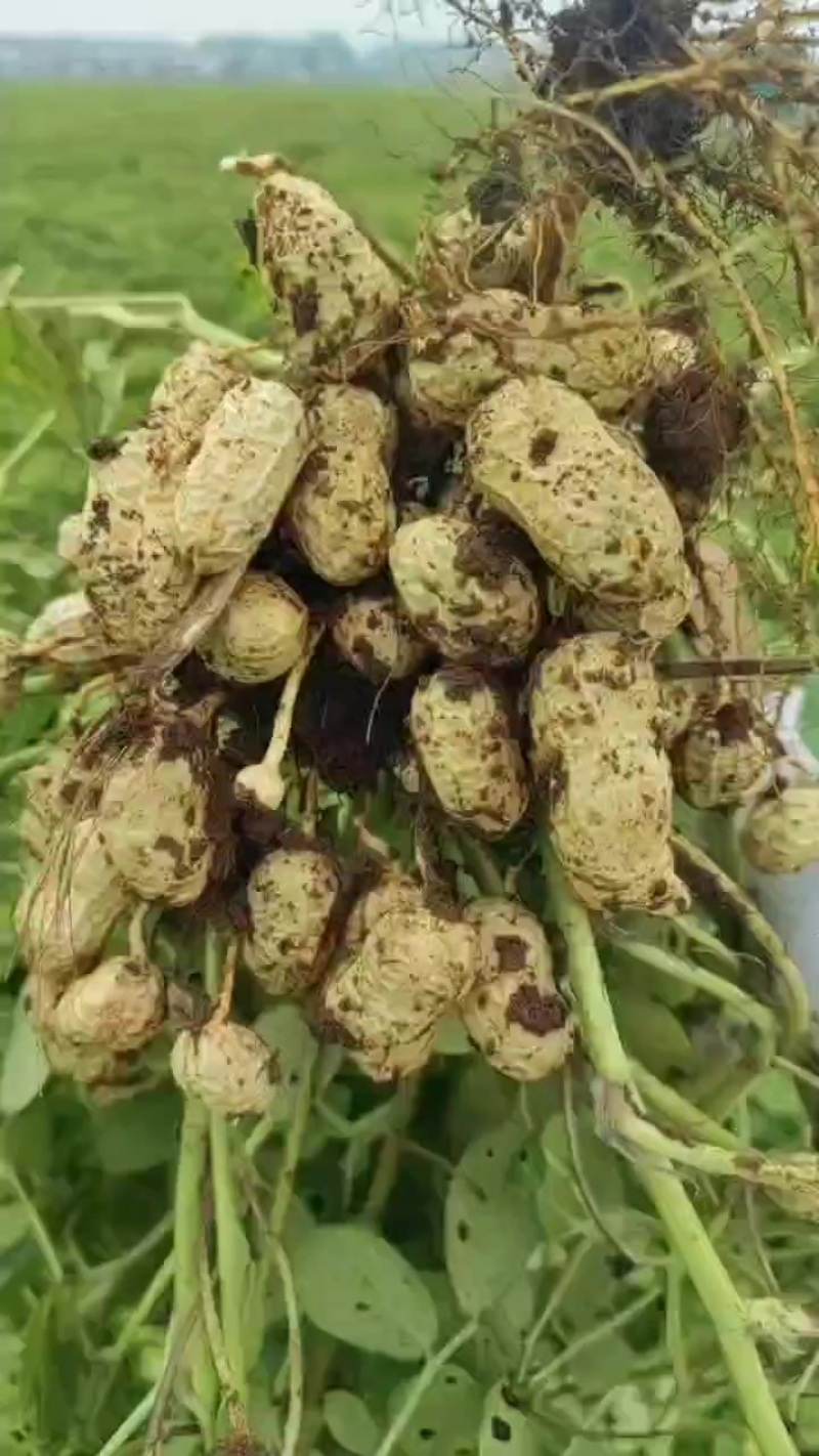 杠三鲜花生大量上市，需要的老板可以联系我