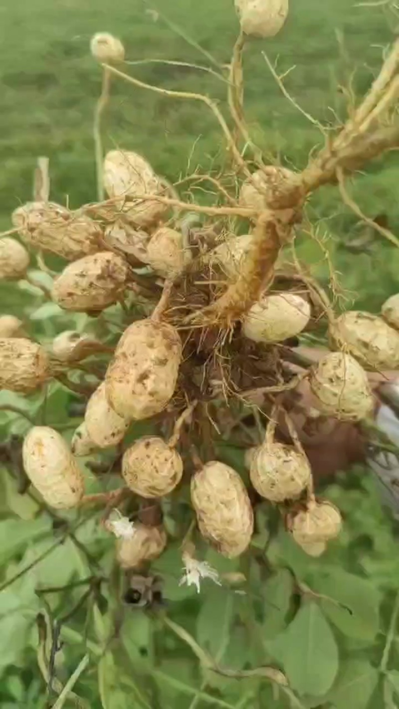 杠三鲜花生大量上市，需要的老板可以联系我