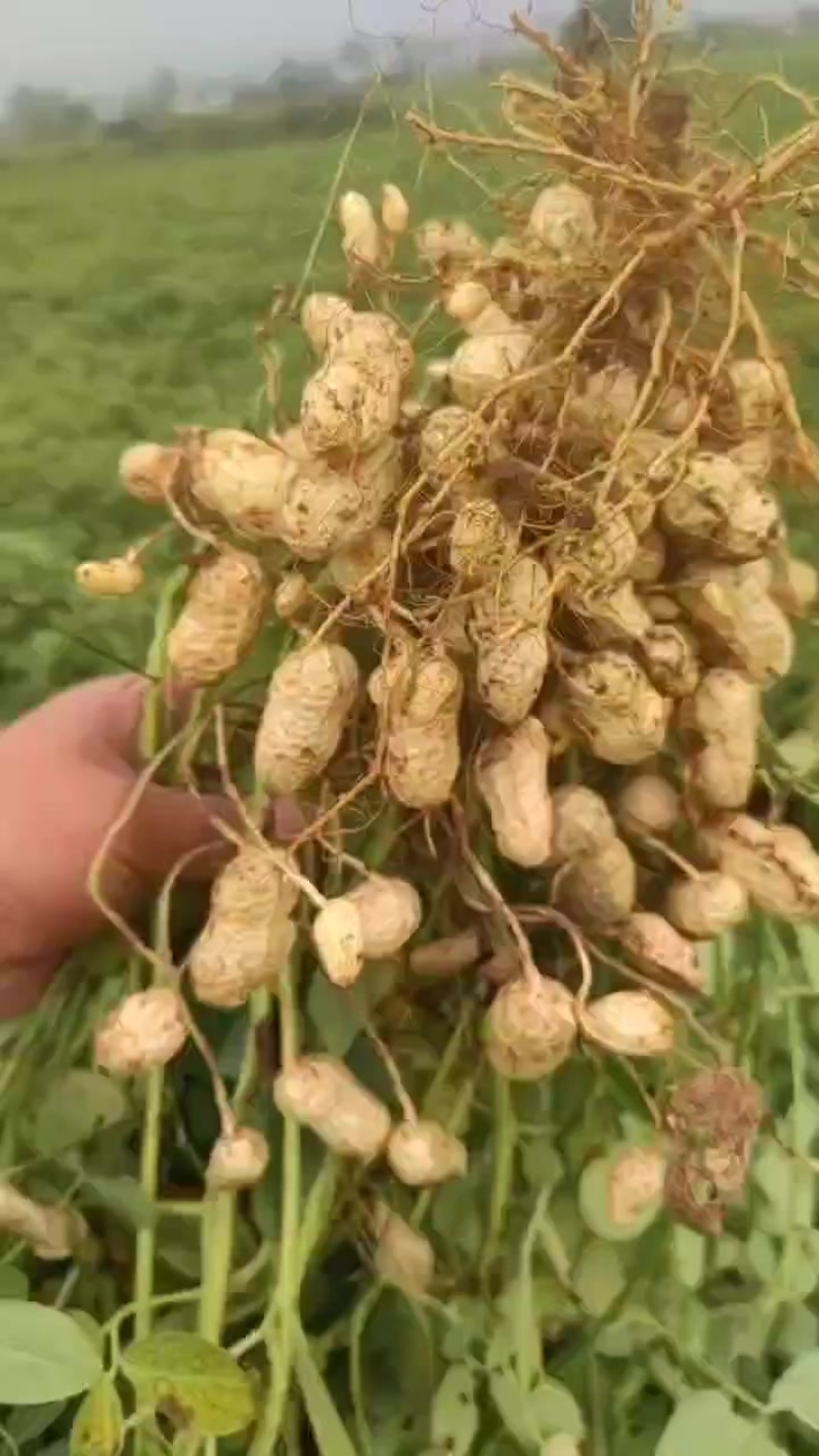杠三鲜花生大量上市，需要的老板可以联系我