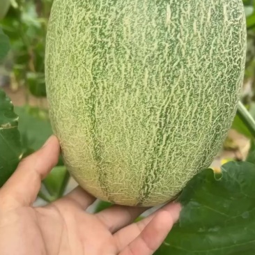 晓蜜25