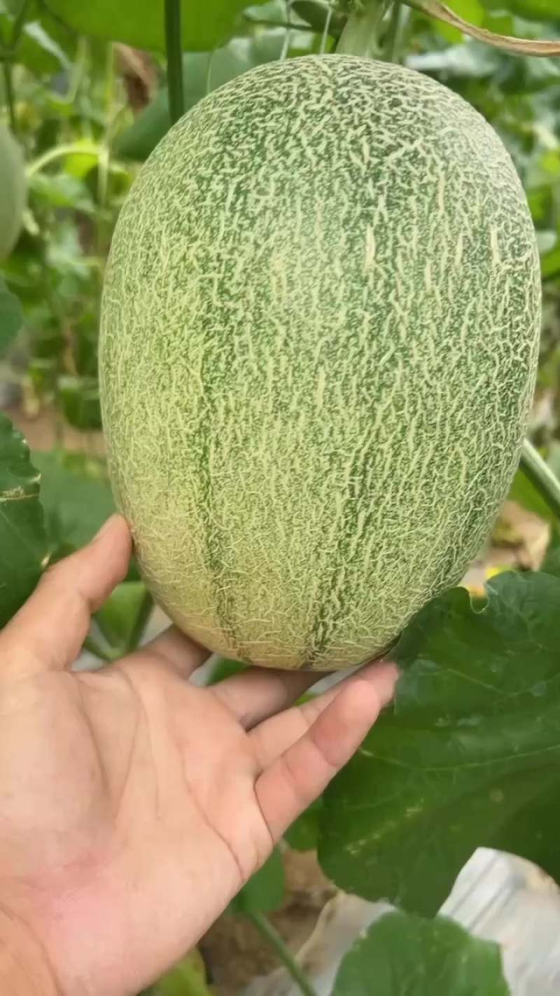 晓蜜25
