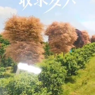 三季红枫、日本红枫