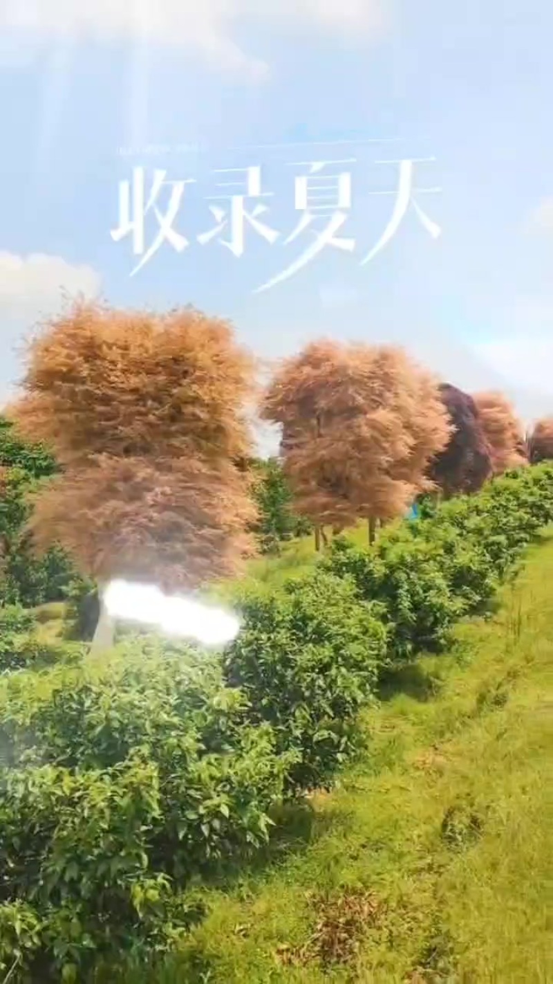 三季红枫、日本红枫