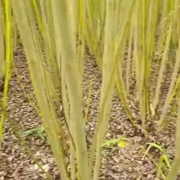 直柳苗