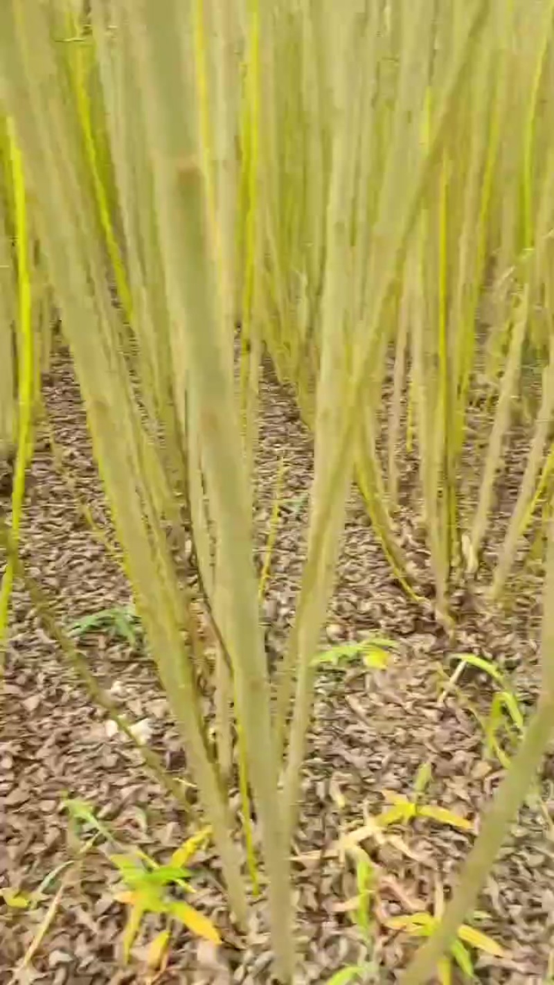 直柳苗