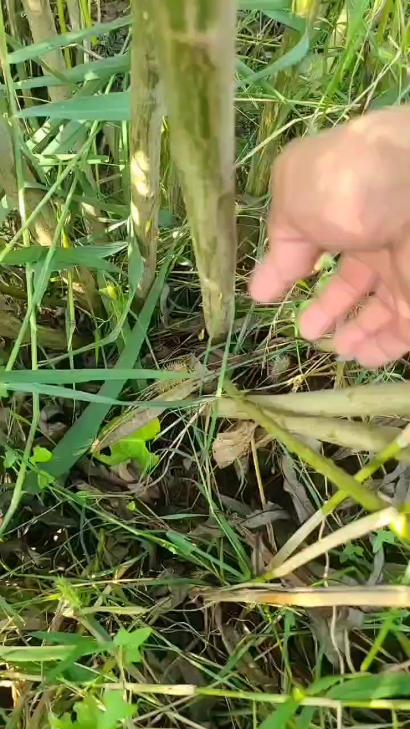 直柳苗